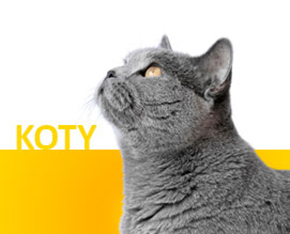 Promocje i okazje dla Kota