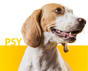 Promocje i okazje dla Psa